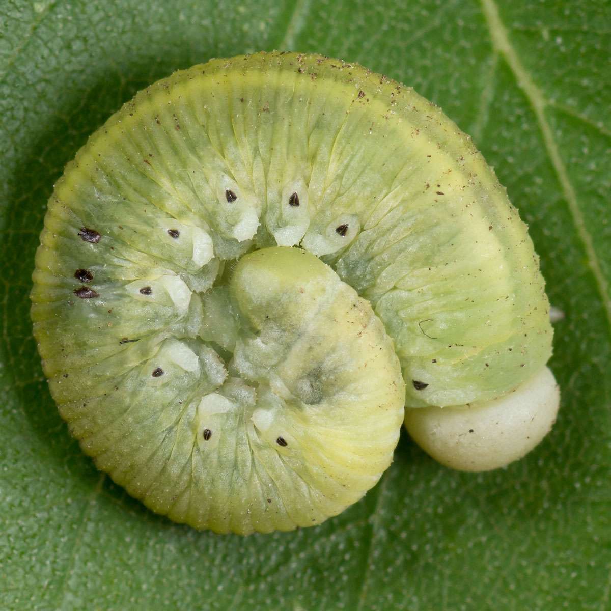 BDSM сызбалары