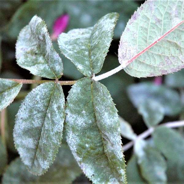 Еревандағы секс