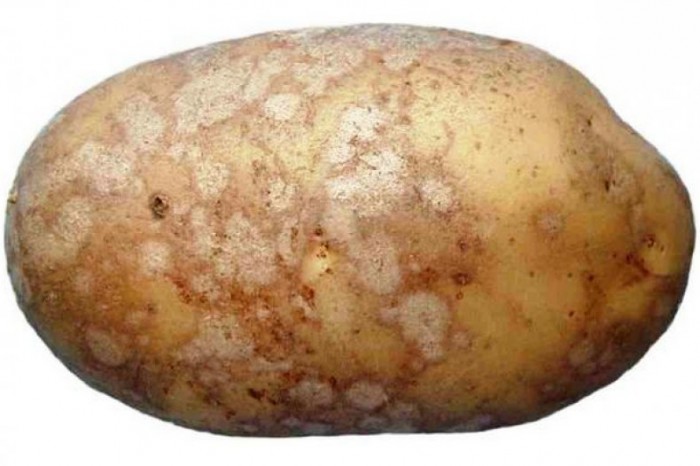 серебристая парша картофеля