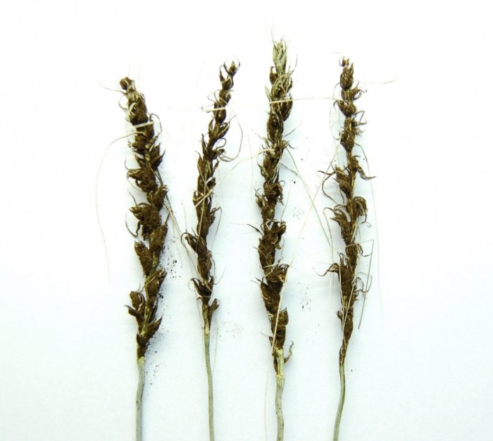 Пыльная головня пшеницы