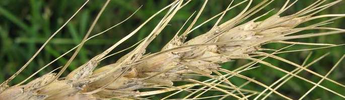 Альтернариоз пшеницы 
