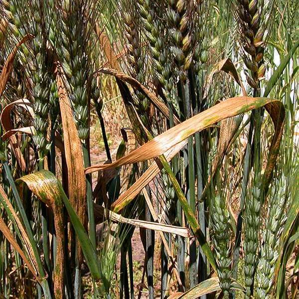 Септориоз озимой пшеницы