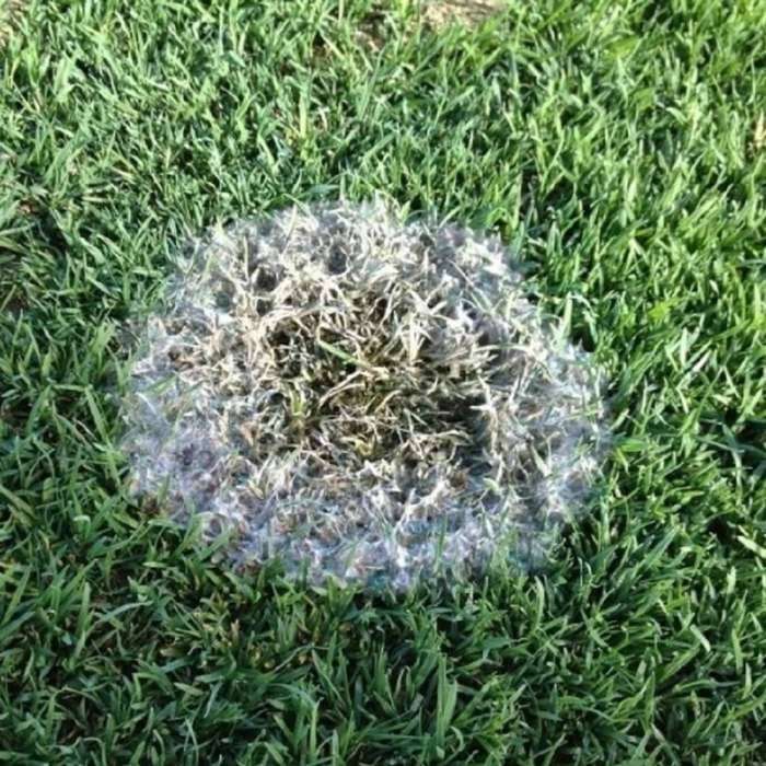 снежная_плесень_на_газоне